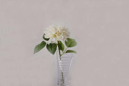 DAHLIA