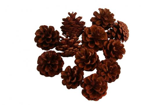 PINE CONE