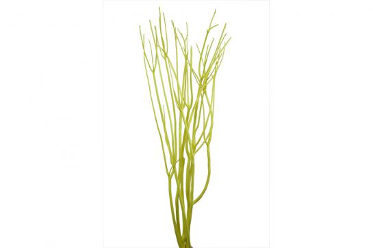 SUPER MISUMATA (115-128CM)3pcs/bun