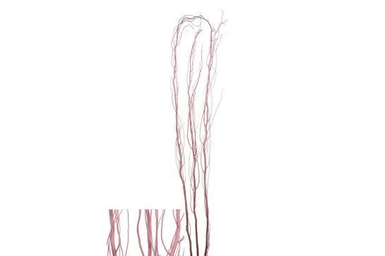 SALIX 140-150CM 5pcs/bun  
