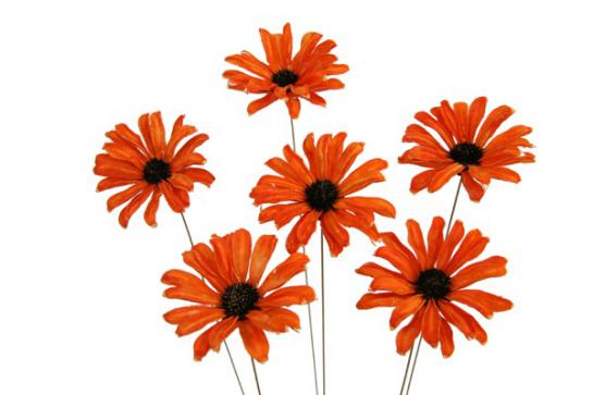 DAISY 3pcs/bun