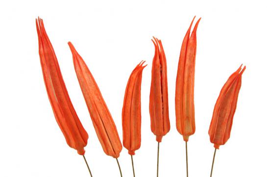 OKRA POD ON STEM 6PCS/BUN