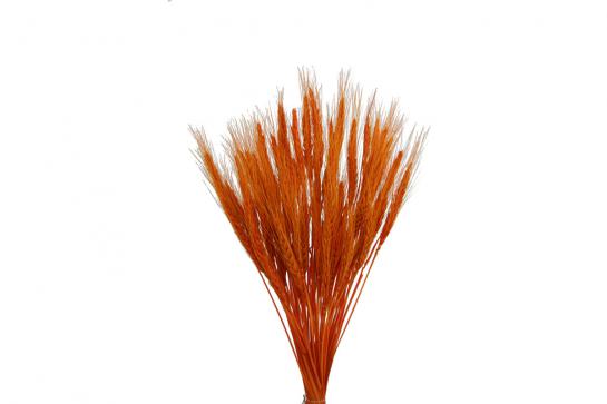 WHEAT 75-80CM 70GM/BUN