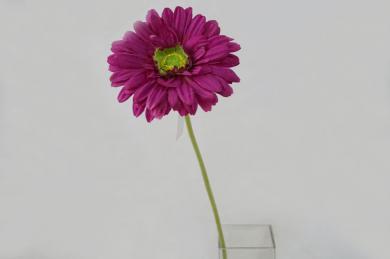 PURPLE P66G70