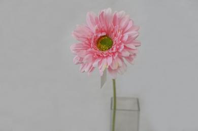 PINK P50G40