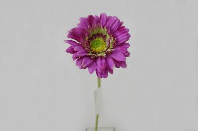 PURPLE V70G40