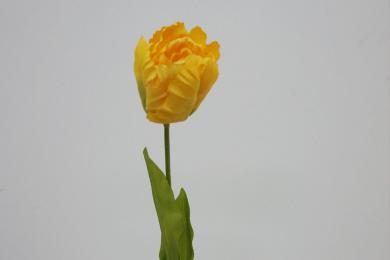 YELLOW Y50