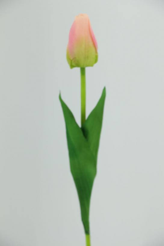 TULIP 46CM