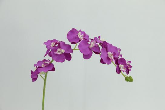 ORCHID,11FLOWERS, 86CM STEM