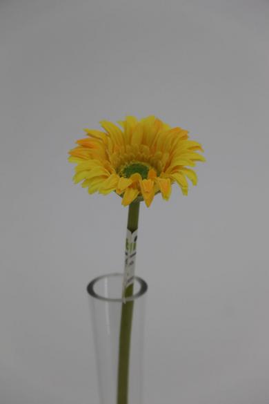 mini gebera with 25cm stem