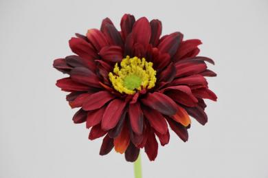 gerbera 12cm dia with stem 56cm