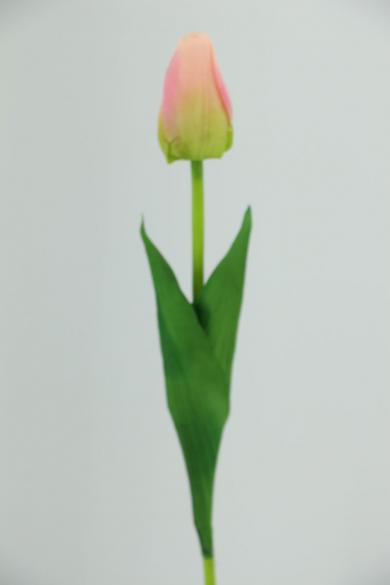 TULIP 46CM