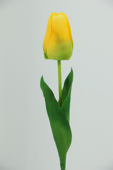 Y50