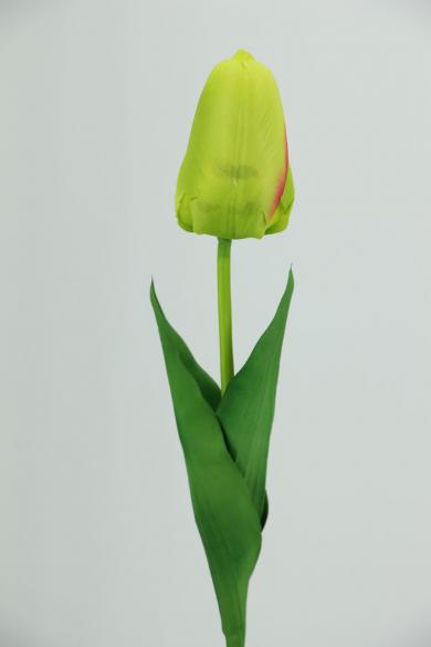 BIG TULIP 52CM