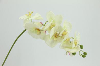 ORCHID,8FLOWERS, 99CM STEM