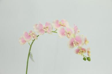 ORCHID,11FLOWERS, 86CM STEM