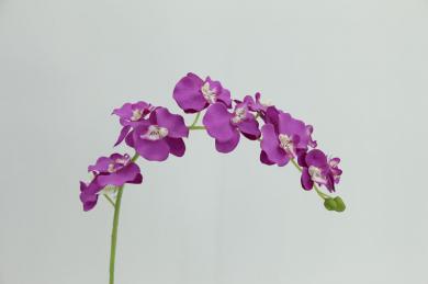 ORCHID,11FLOWERS, 86CM STEM