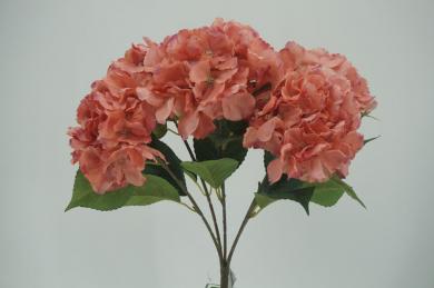 HYDREAGEA BUSH