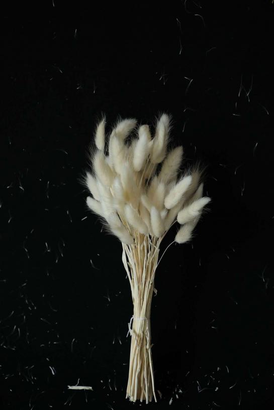 LAGURUS30-35CM LONG