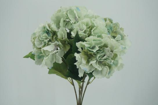 HYDREAGEA BUSH