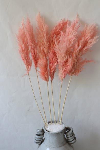 natural pampas flowers small size 65-75cm 6pcs/bag in pink color