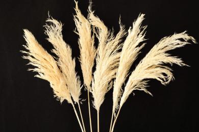 natural pampas flowers small size 65-75cm 6pcs/bag in bleached white color