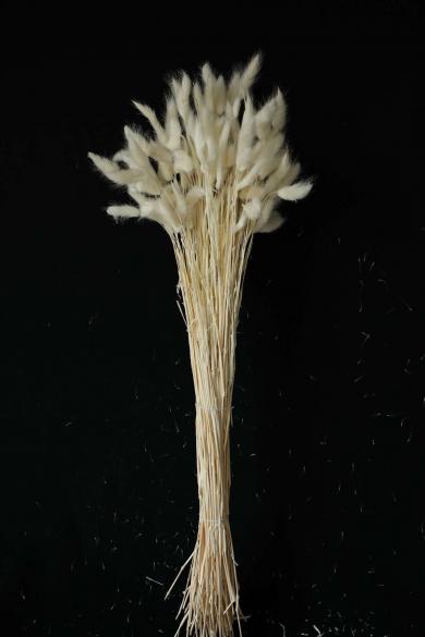 LAGURUS BLEACHED 100G/BU