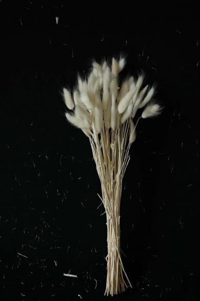LAGURUS40-50CM LONG,50PCS/BU