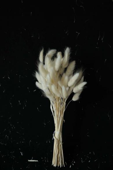LAGURUS30-35CM LONG