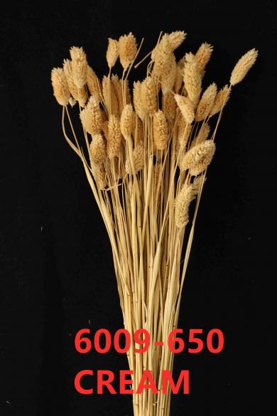 PHILARIS 100GM/BUN