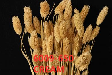 PHILARIS 100GM/BUN