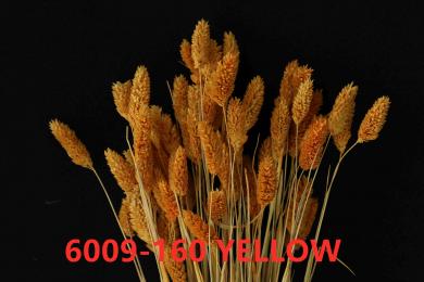 PHILARIS 100GM/BUN