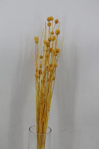 dry flower 50g/bun