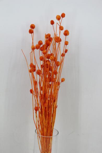 dry flower 50g/bun