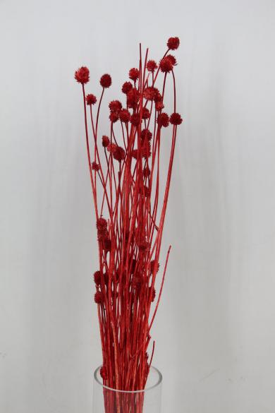 dry flower 50g/bun