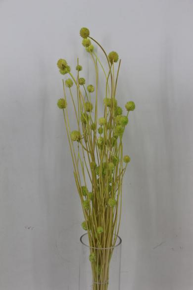 dry flower 50g/bun