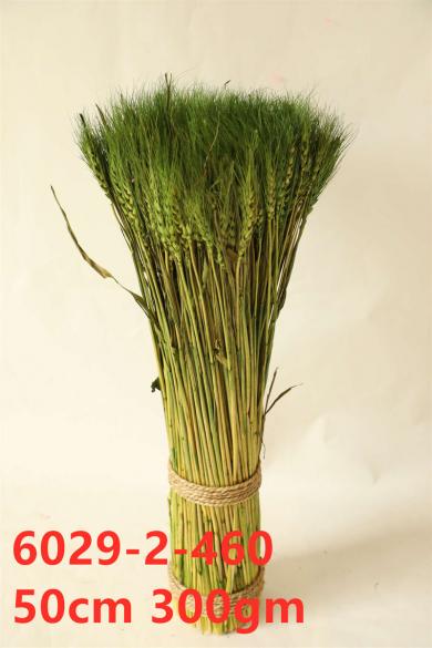 standing wheat 300g 50cm