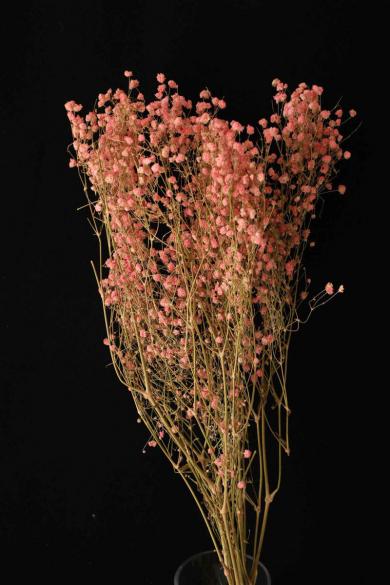 gypsophila preserved 50gm