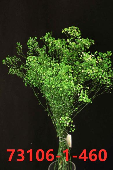 gypsophila 100gm