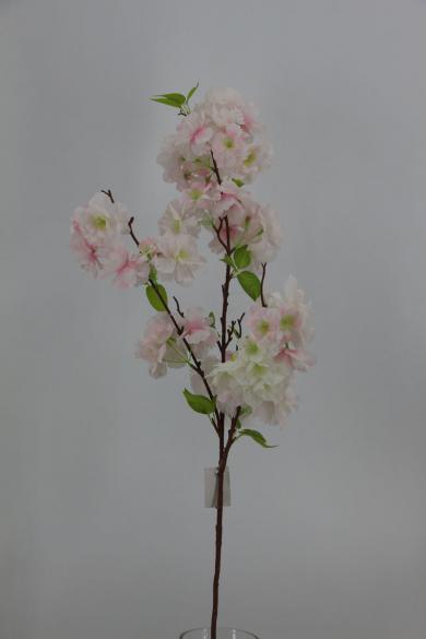 cherry bloomssom branch