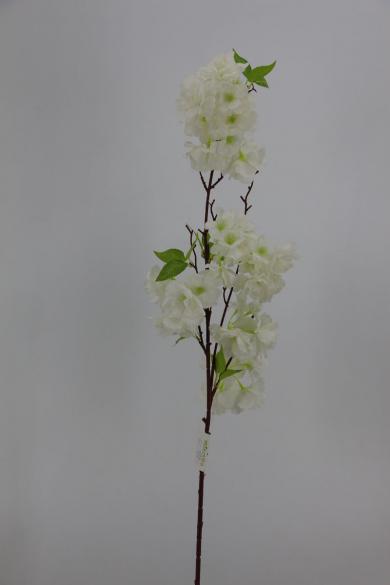 cherry bloomssom branch