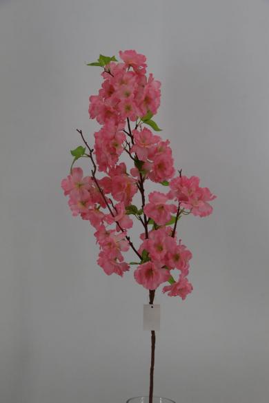 cherry bloomssom branch