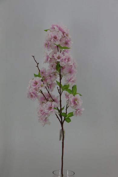 cherry bloomssom branch
